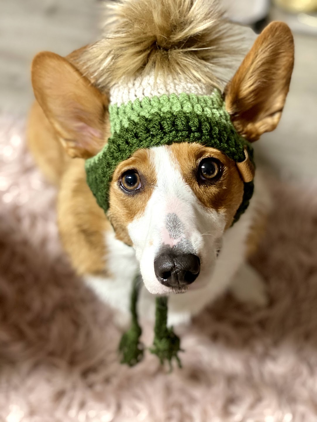 Pet Beanies