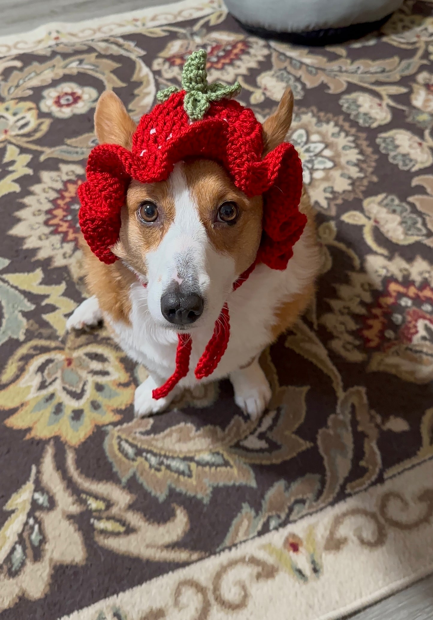 Strawberry Pupper Bucket Beanie