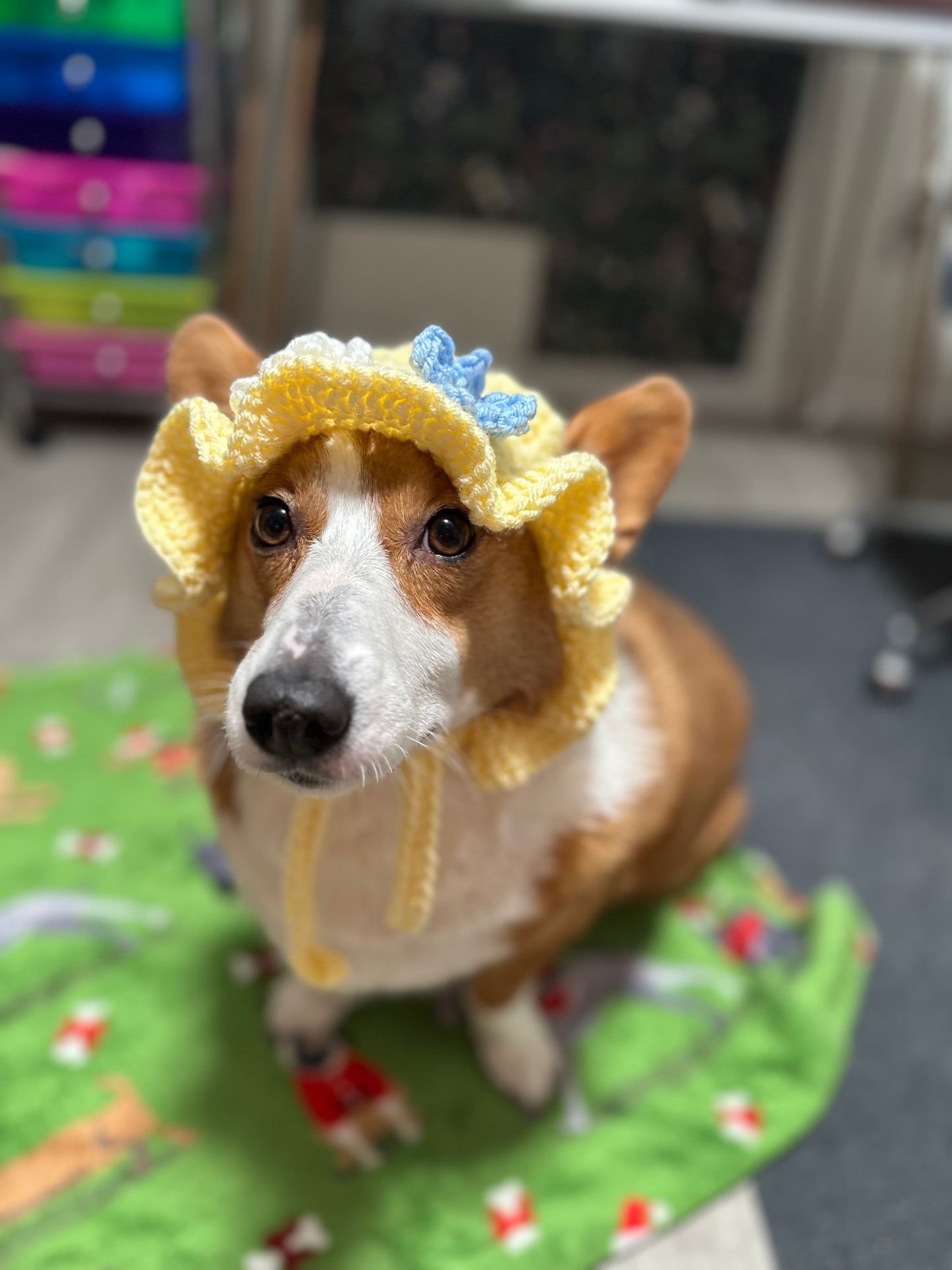 Spring Bucket Pupper Beanie