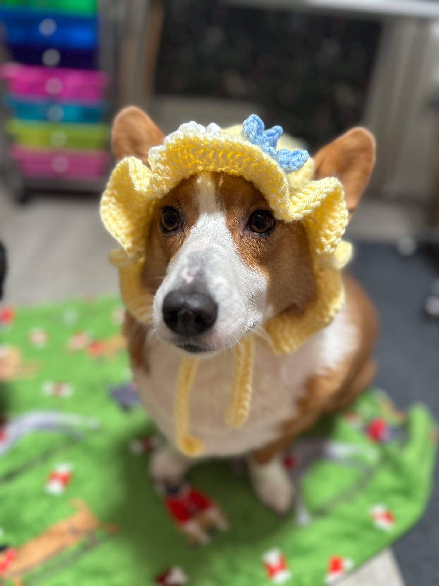 Spring Bucket Pupper Beanie