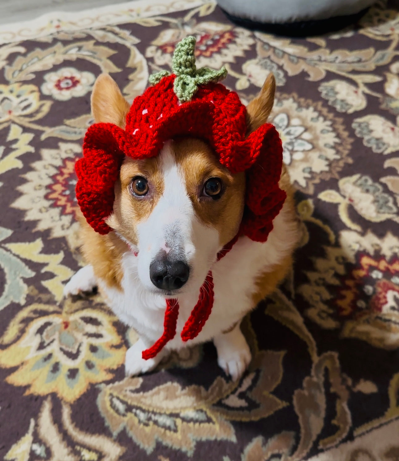 Strawberry Pupper Bucket Beanie