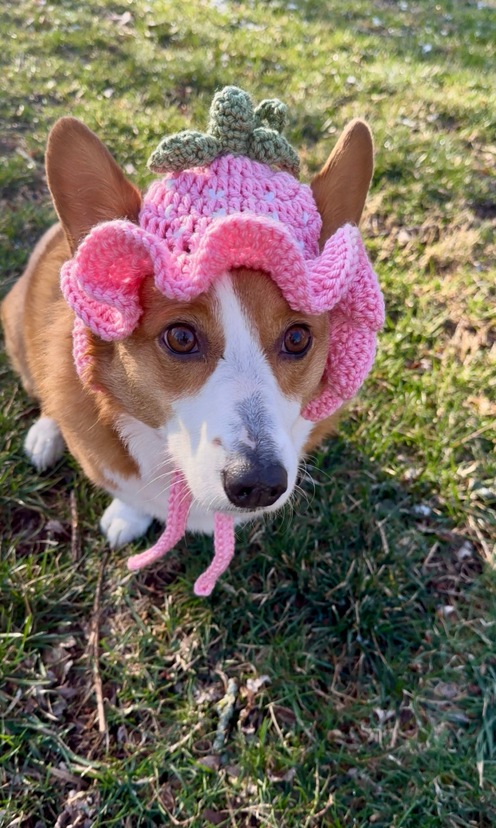 Pink Strawberry Bucket Pet Beanie